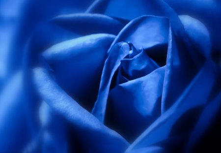 Blue Rose - flowers, rose, roses, blue