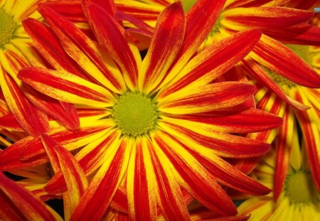 Red & Yellow Daisies - flowers, colorful, yellow, red, spring, lovely, Daisies