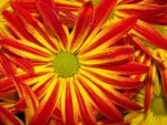 Red & Yellow Daisies