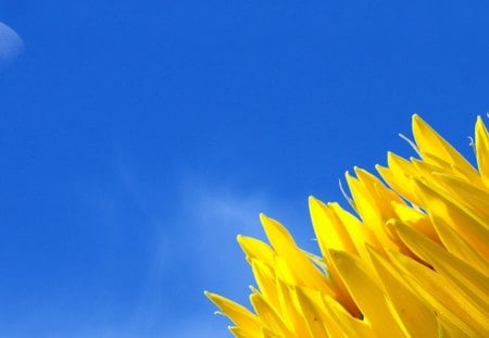 The Sun & Moon - moon, sunflower, nature, spring, yellow petals, sky