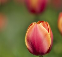 ~Pretty Tulips~