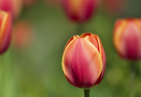 ~Pretty Tulips~ - nature, tulips, colorful, flowers, lovely, spring