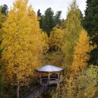 autumn in the forest