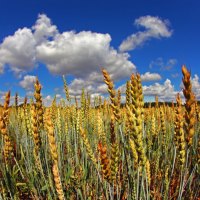 seeded clouds over the field