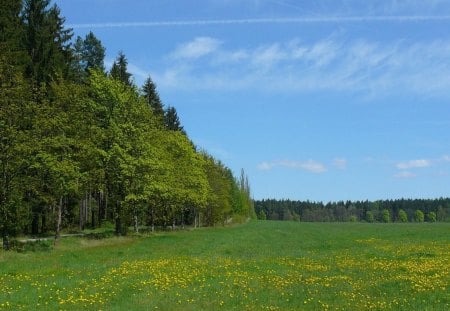 field near the forest - fields, tree, forest, flower