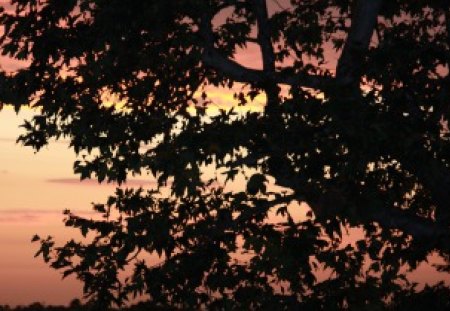 Summer Sunset - leaves, sunset, trees, sun