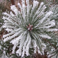 snowy tree