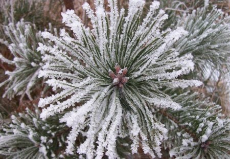 snowy tree - white, tree, snowy, branch