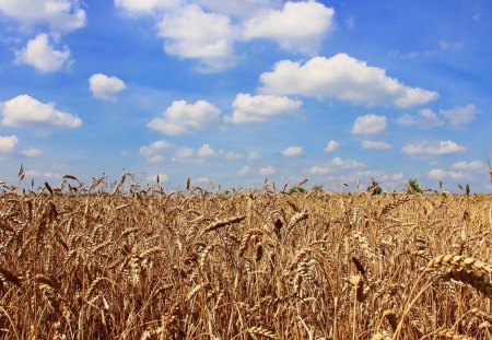 field - sky, fields, clouds, grass