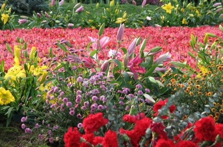 flower show bangalore - field, flower, tree, branch