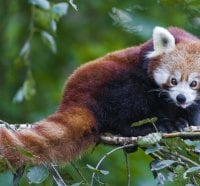 Cute Red Panda