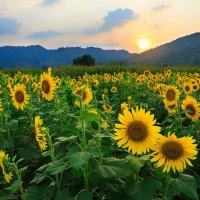 sunflowers