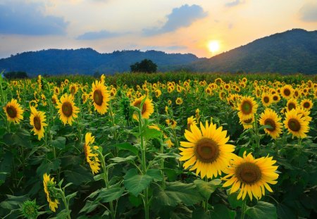 sunflowers - fields, flower, branch, sun