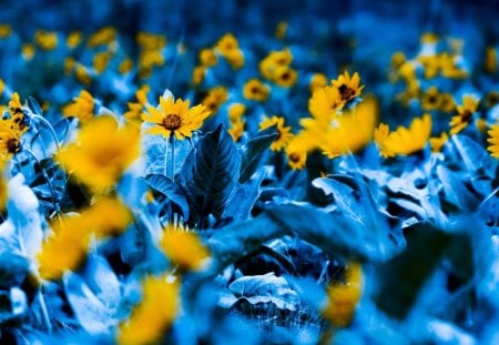 Yellow flowers - flower, yellow, branch, blue