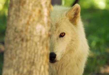 I See You - dogs, wolf, tree, animals