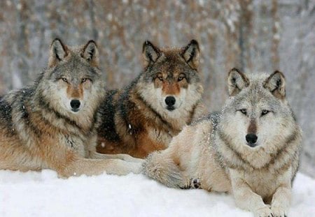 Wollo And His Pack - dogs, wolves, animals, snow