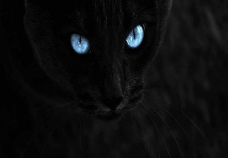 Beautiful Blue Eyes - black cat, animals, cats, blue eyes