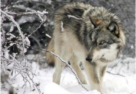 I Am Here To Stay - dogs, wolf, animals, snow