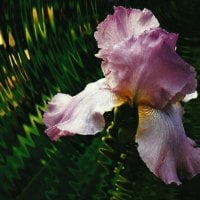 Purple Iris