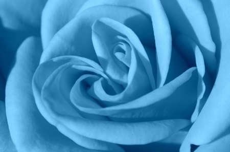 Delicate Blue Rose