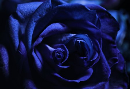 My Blue Rose