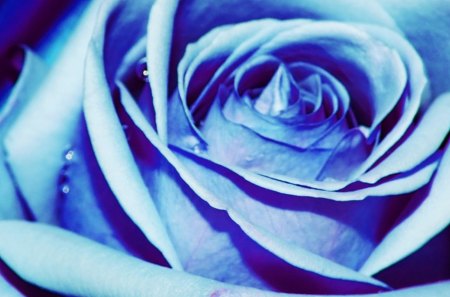 Rose Blue - flowers, rose, roses, blue