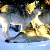 Wolves in Winter