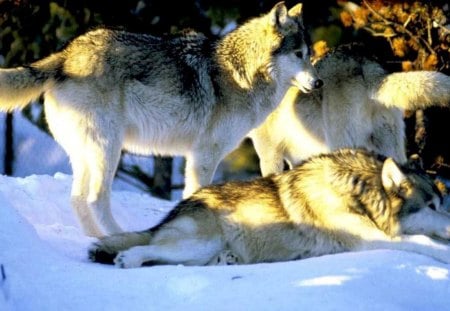 Wolves in Winter - predator, wilderness, snow, wild