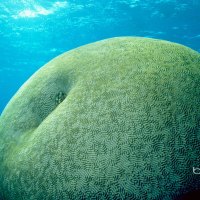 A,Large,Coral,Brain,Off,Queensland