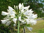 WHITE AGAPANTHUS