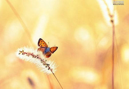 ~The Lovely Butterfly~ - nature, wings, flying, butterfly, cattails