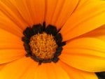 CLOSE UP OF A GAZANIA