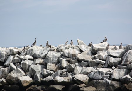 Pelicans on the reef - birds, water, rocks, sky