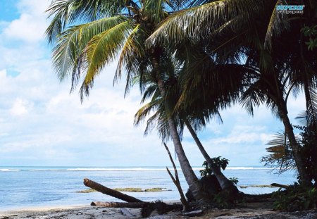 A Nice Place For Shade - costa rica, sand, beach, trees, ocean, paradise