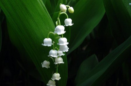 ~Beautiful White Bells~ - delicate, unique, rare, bells, lovely, flowers, white, soft, lily of the valley