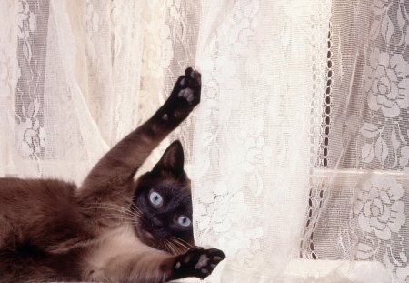 Siamese Cat - paws, cat, curtins, feline, cute, siamese