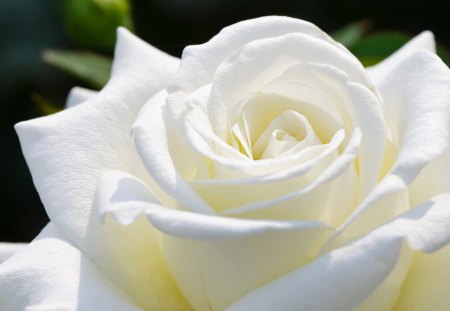 White Rose - Rose, flower, nature, White