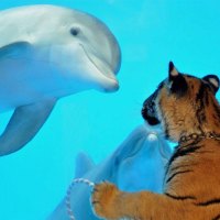 Dolphins looking at you