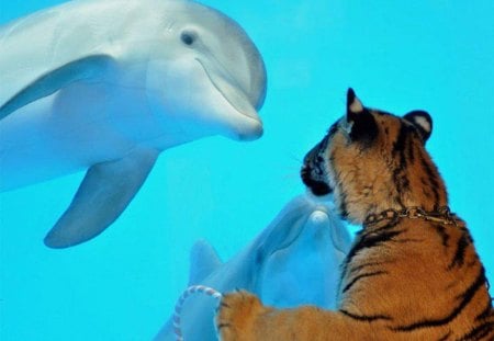 Dolphins looking at you - pretty, delicious, blue, amazing, great, dream, dolphins, animal, depth, gorgeous, two dolphin, look, nice, other, blue eyes, water, beautiful, depths, lovely, tiger, ocean, harmony, colorful, smile, underwater, adorable, peaceful, dreamy, animals, wild