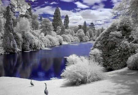 Winter Time - clouds, trees, birds, winter, snow, blue sky, river, nature, blue water