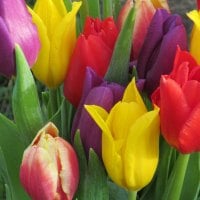 Tulip Multicolor