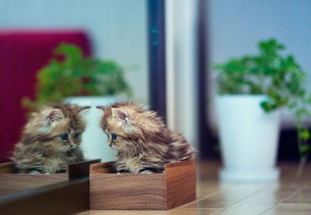 Mirror Mirror On The Wall .. - adorable, animals, kitty, kitten, cats, mirror, beautiful, sweet, cute