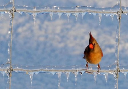 Winter bird - bird, white, winter, blue, snowy, icicle, snow, colorful bird