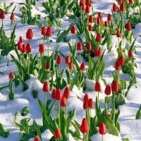 Winter Tulips