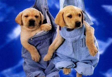 dog jeans