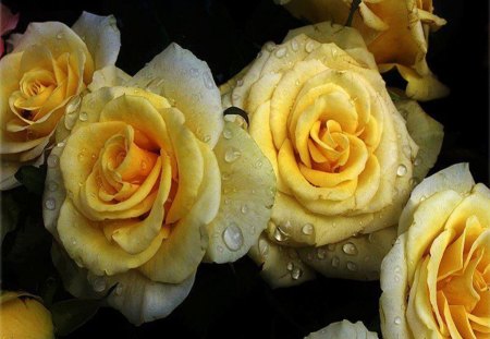 Yellow roses - roses, tenderness, water drop, beauty, petals, leaves, flowers, yellow roses, bright, soft