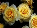 Yellow roses