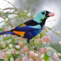 Beautiful bird with berries