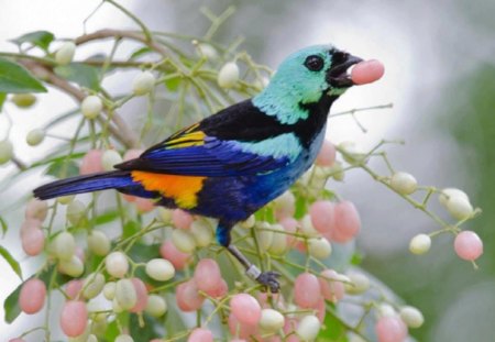 Beautiful bird with berries - coloured bird, animal, twig, berry, fruit, beauty