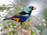 Beautiful bird with berries